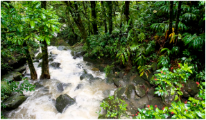 puerto rico el yunque rain forest