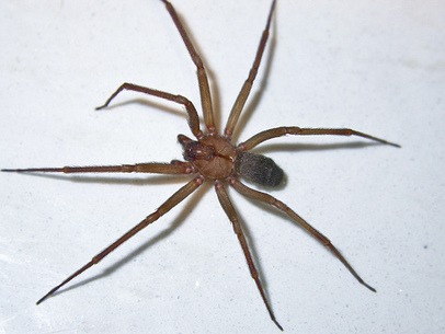 poisonous spider puerto rico