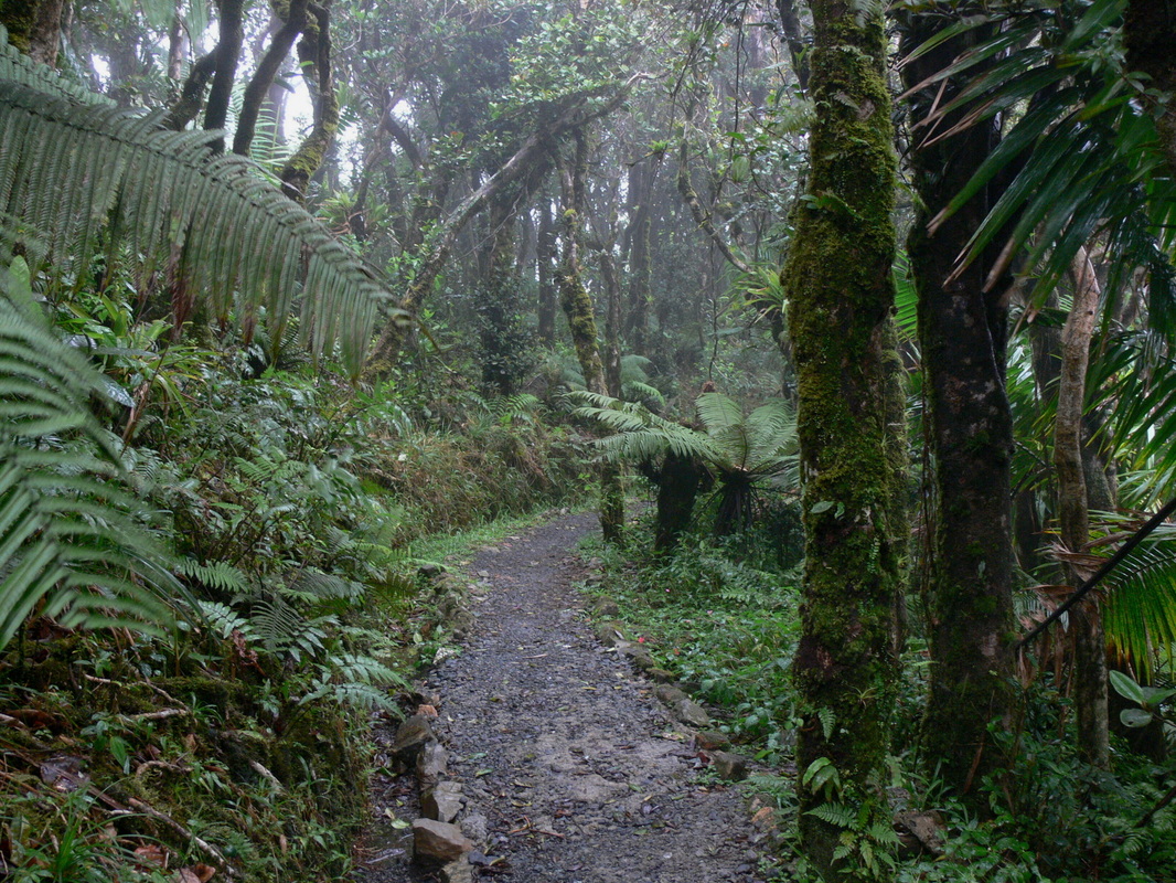 el yunque trail