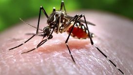 zika virus in puerto rico