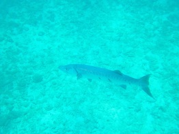 Baracuda snorkeling