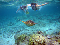 puerto rico snorkeling