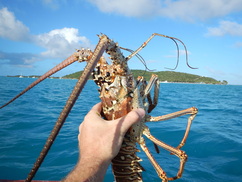 puerto rico spearfishing