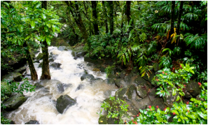 puerto rico el yunque rain forest